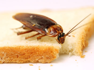 Cockroach Pest Control Services in Pune