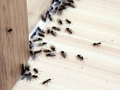 Ants Pest Control Services in Pune