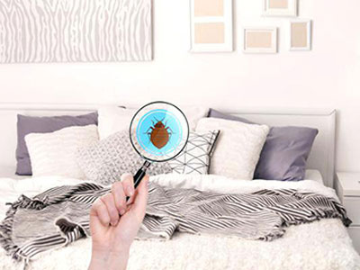 Bedbug Pest Control Services in Pune