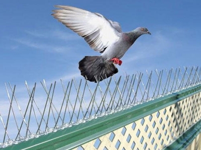 Bird Control Services in Pune