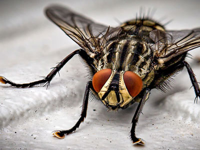 Fly Pest Control Services in Pune