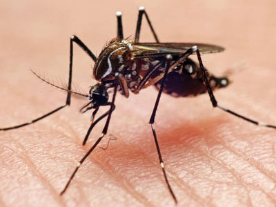 Mosquito Pest Control Services in Pune