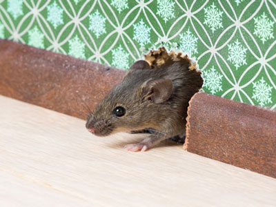 Rodent Pest Control Services in Pune