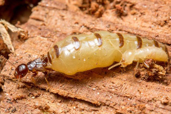 Termite Pest Control Services in Pune